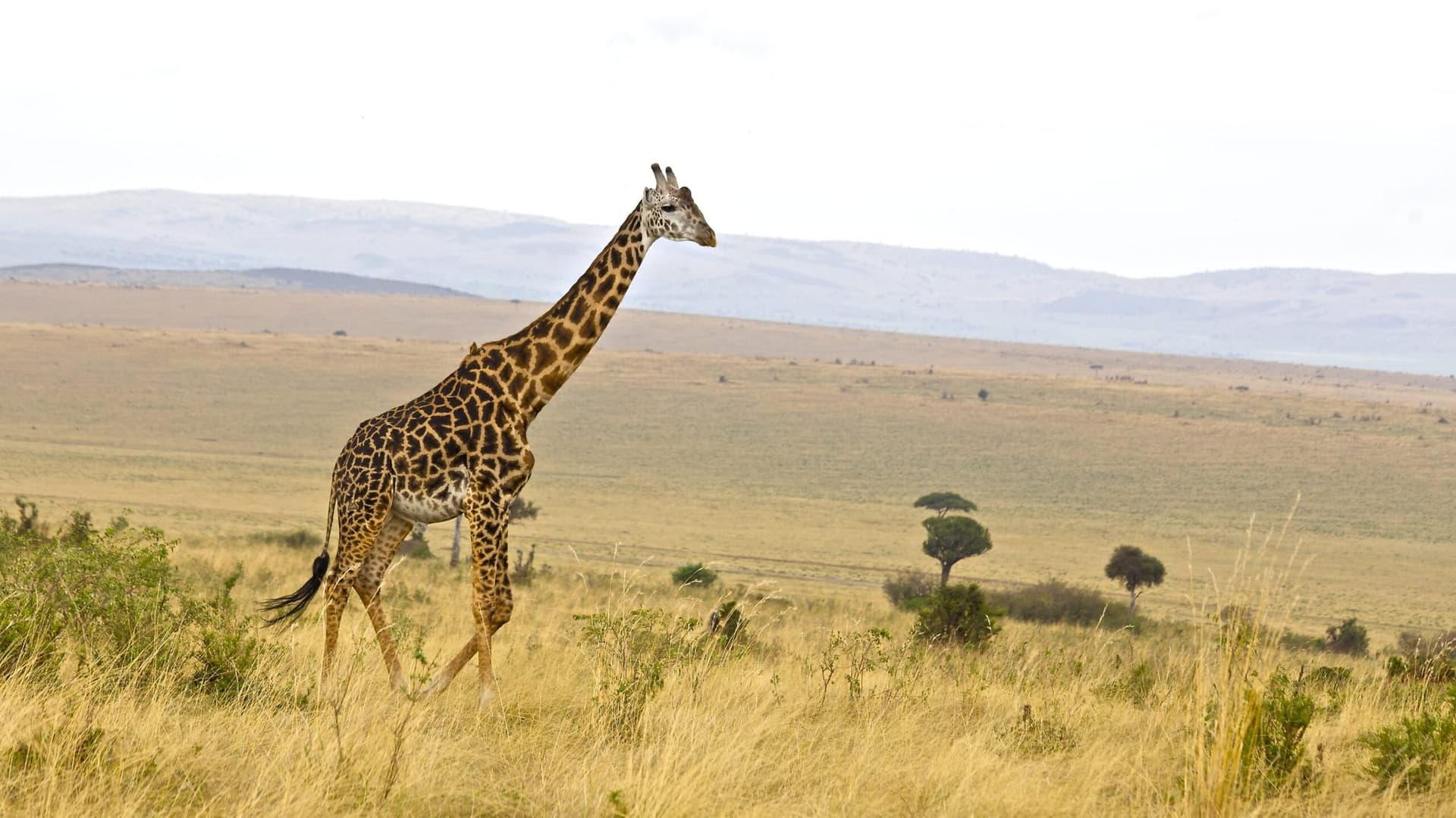 Arusha · Lake Manyara · Serengeti · Ngorongoro · Arusha — giraffe, plains