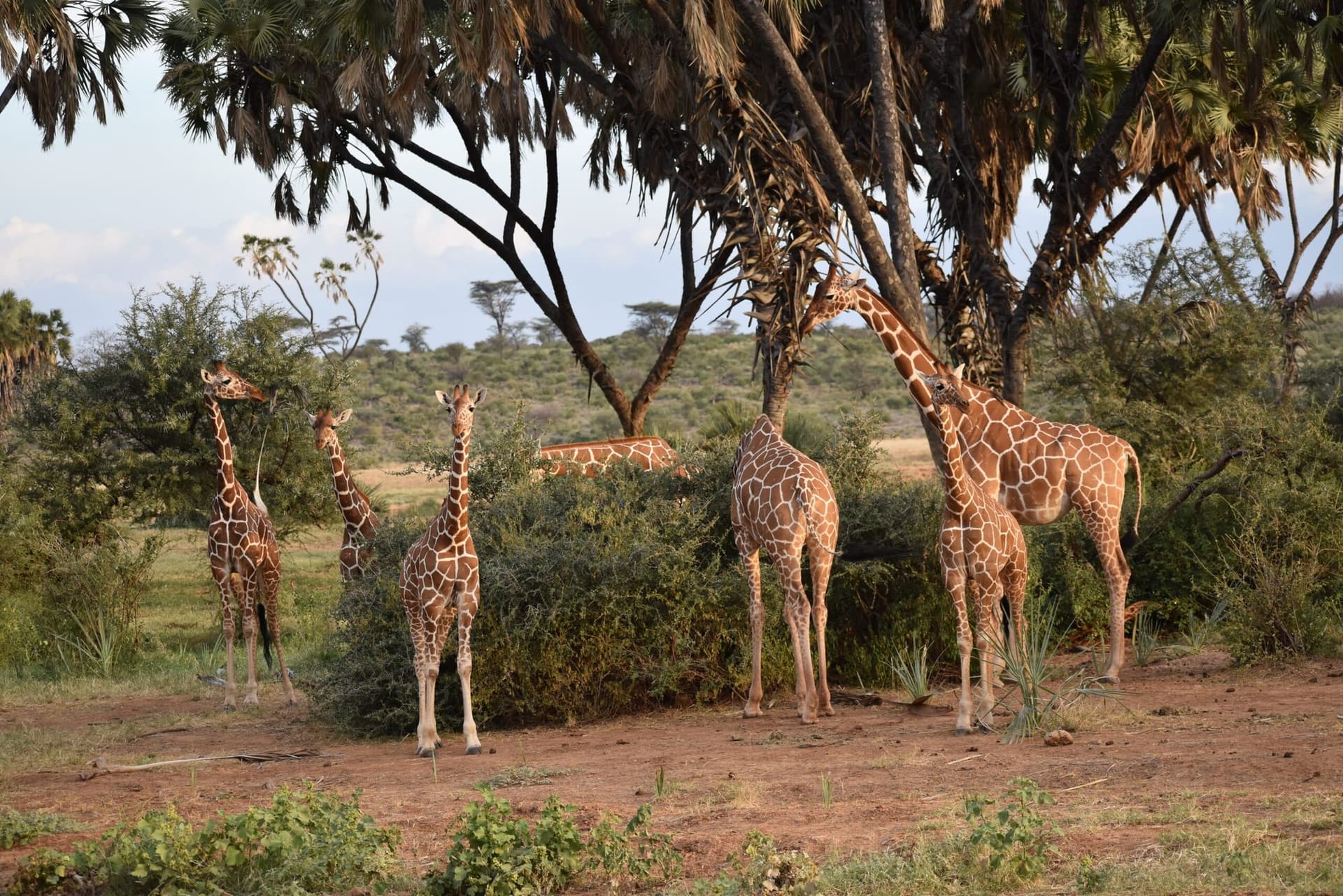 Nairobi · Samburu · Lake Nakuru · Lake Baringo & Bogoria · Maasai Mara · Amboseli · Nairobi — giraffe, acacia