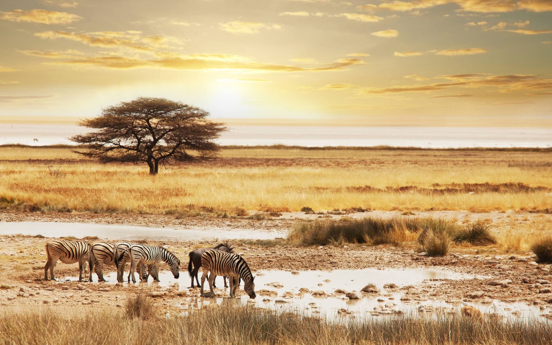 Tarangire National Park — Baobabs, a permanent river and the northern circuit's heaviest dry-season elephant concentrations.