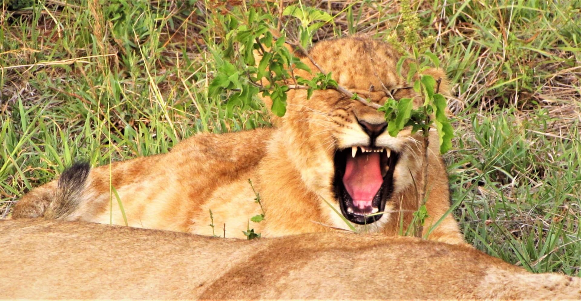 Nairobi · Maasai Mara · Lake Nakuru · Samburu · Nairobi — lion