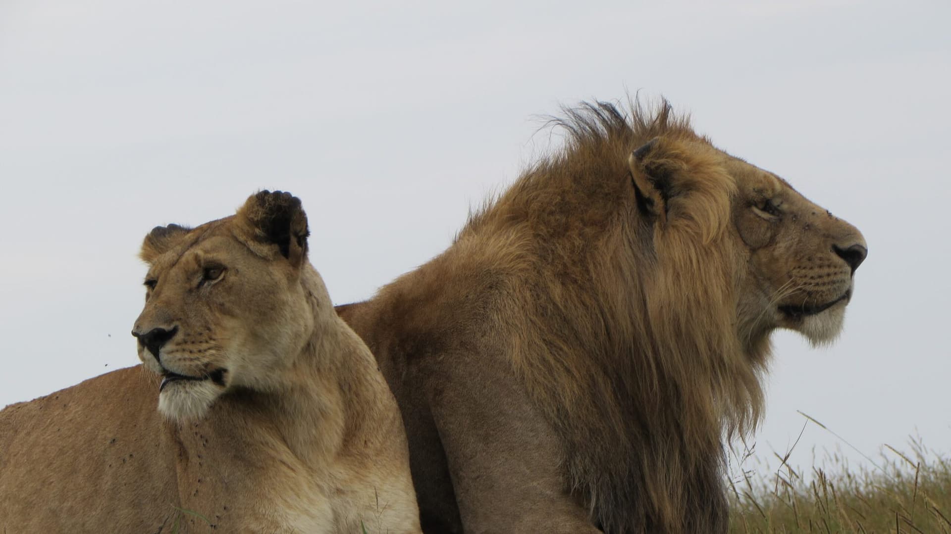 Nairobi · Maasai Mara · Lake Nakuru · Lake Naivasha · Lake Baringo & Bogoria · Nairobi — lion