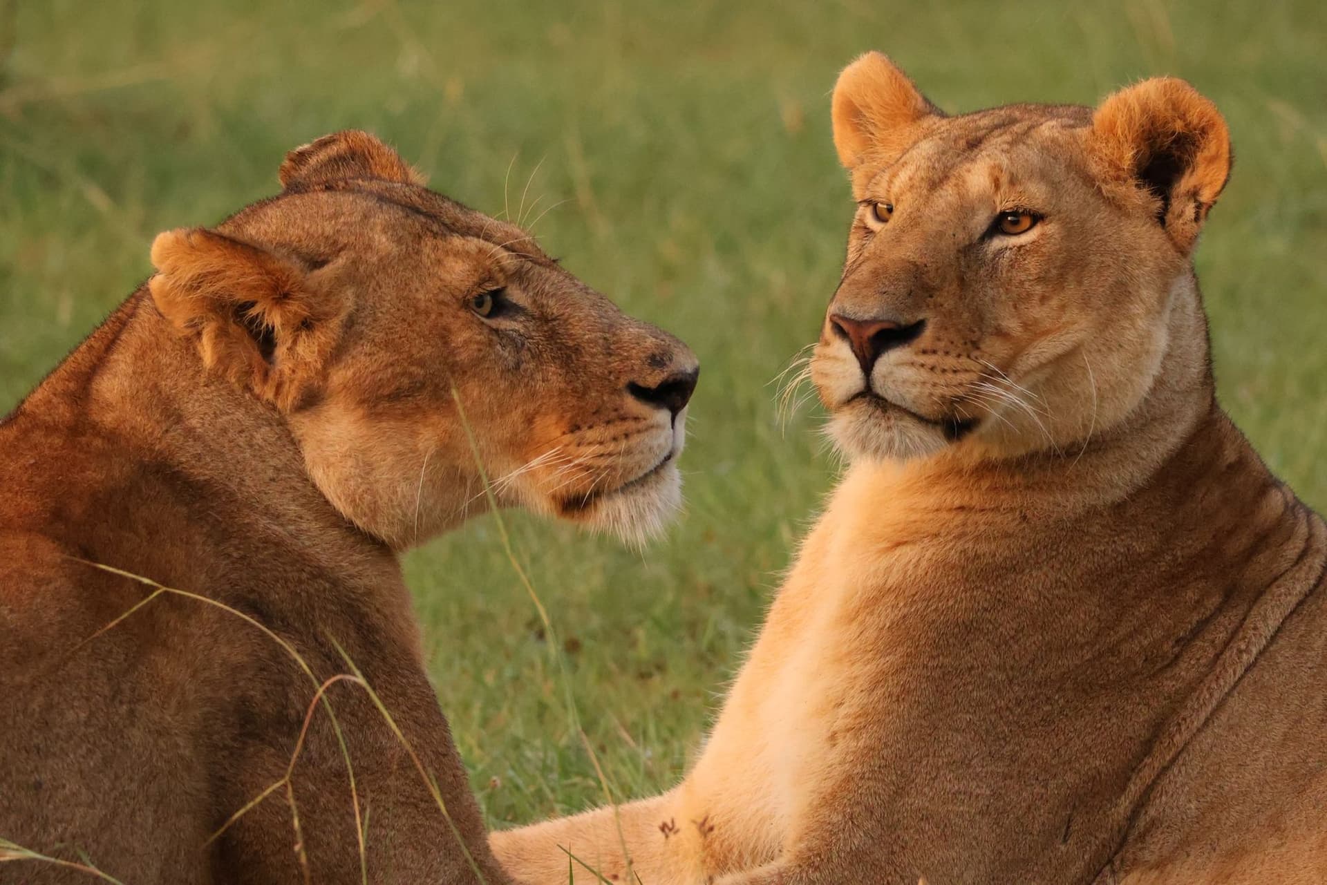 Nairobi · Maasai Mara · Lake Nakuru · Lake Naivasha · Namanga · Arusha · Lake Manyara · Ngorongoro · Arusha — lion