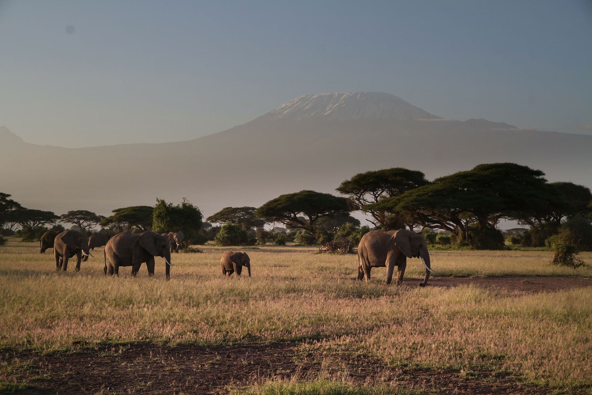 Nairobi · Amboseli · Nairobi — elephant, kilimanjaro