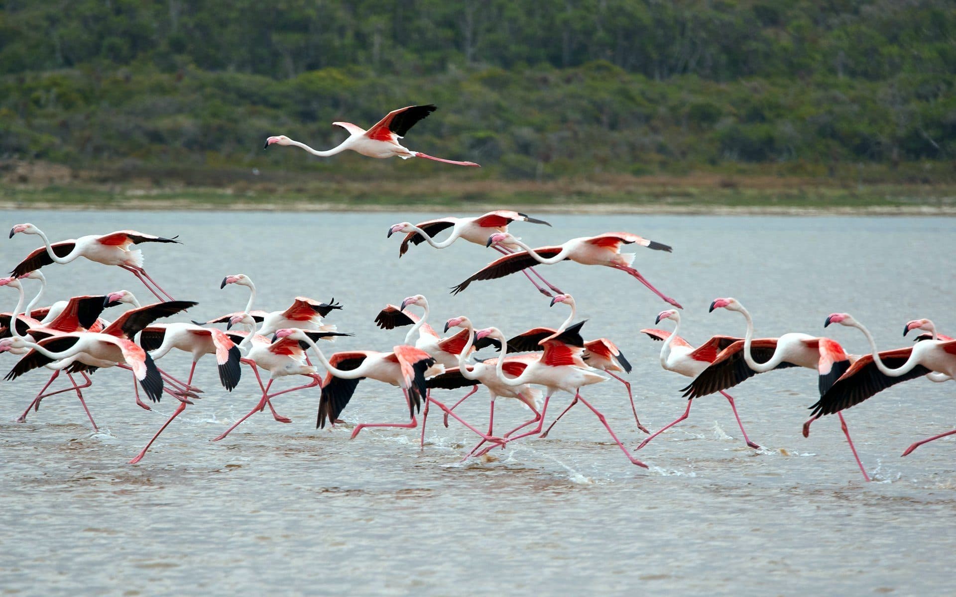 Nairobi · Samburu · Lake Nakuru · Lake Baringo & Bogoria · Maasai Mara · Amboseli · Nairobi — flamingo, lake