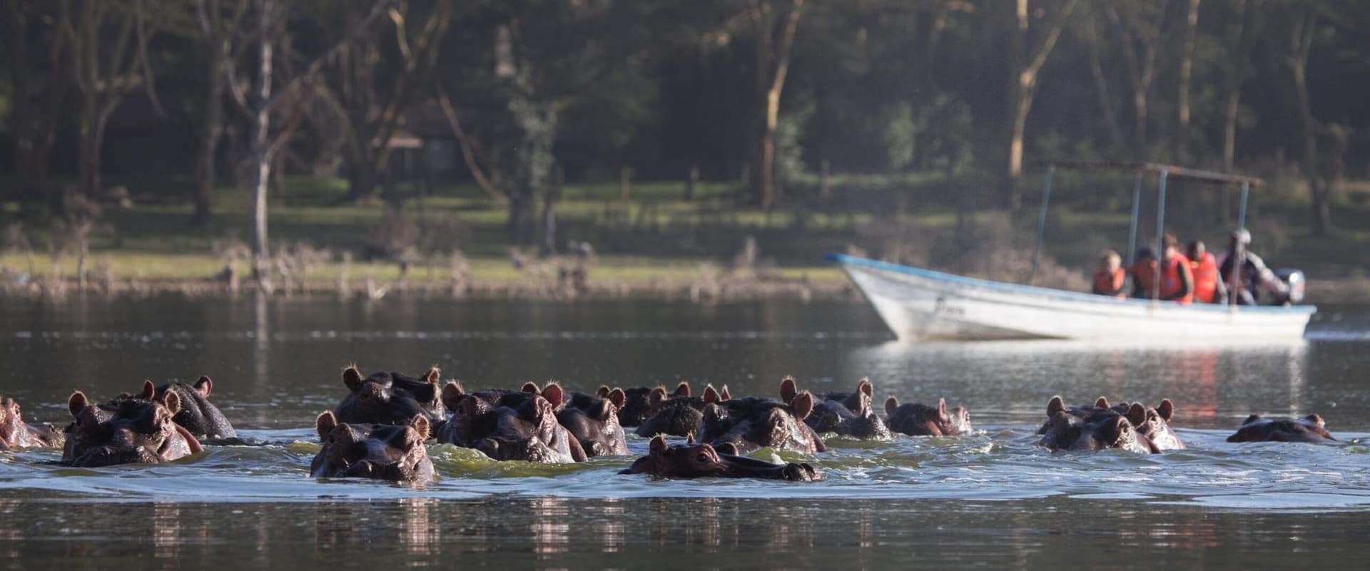 A day on the freshwater lake, among hippo, fish eagles and fever trees.