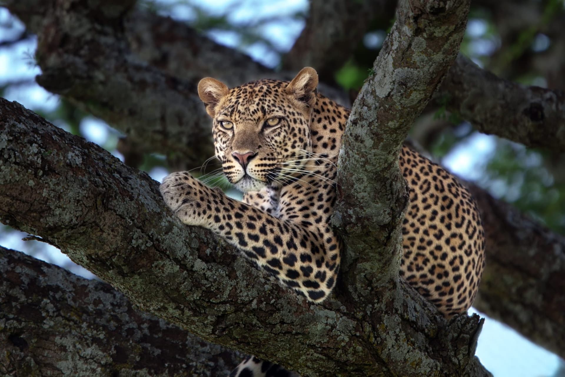 Nairobi · Maasai Mara · Lake Nakuru · Amboseli · Namanga · Arusha · Lake Manyara · Serengeti · Ngorongoro · Arusha — leopard, tree