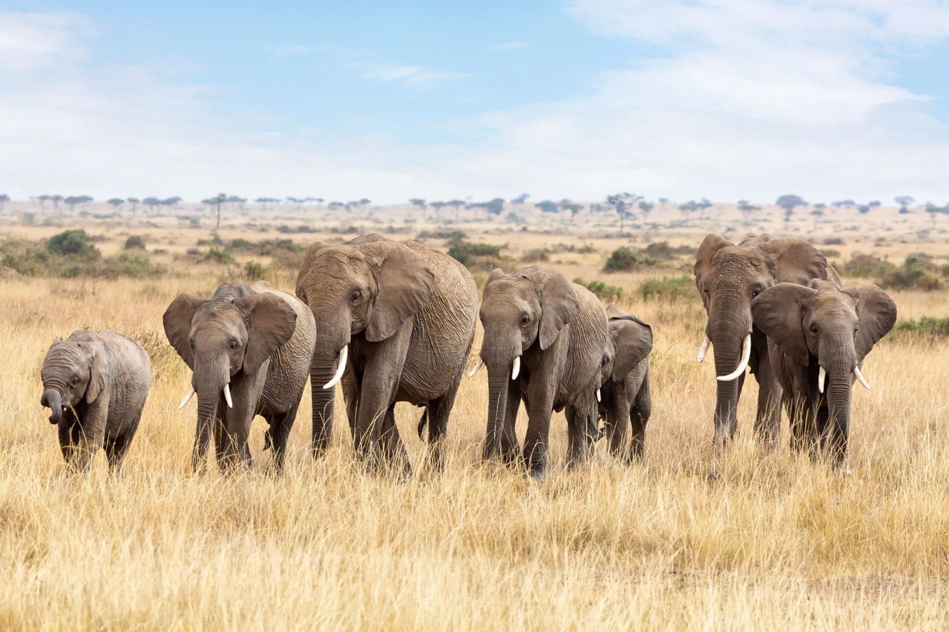 Nairobi · Maasai Mara · Lake Nakuru · Amboseli · Nairobi — elephant