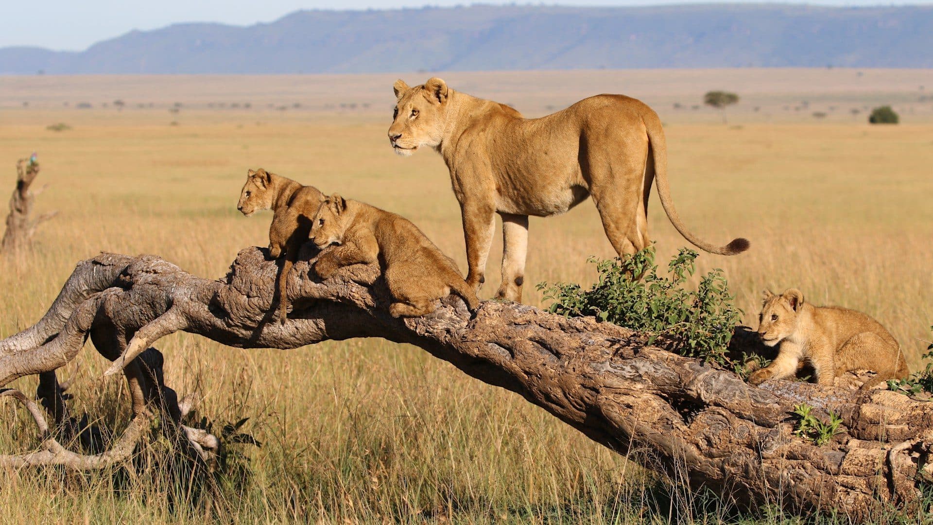 Nairobi · Maasai Mara · Lake Nakuru · Amboseli · Nairobi — lion, log