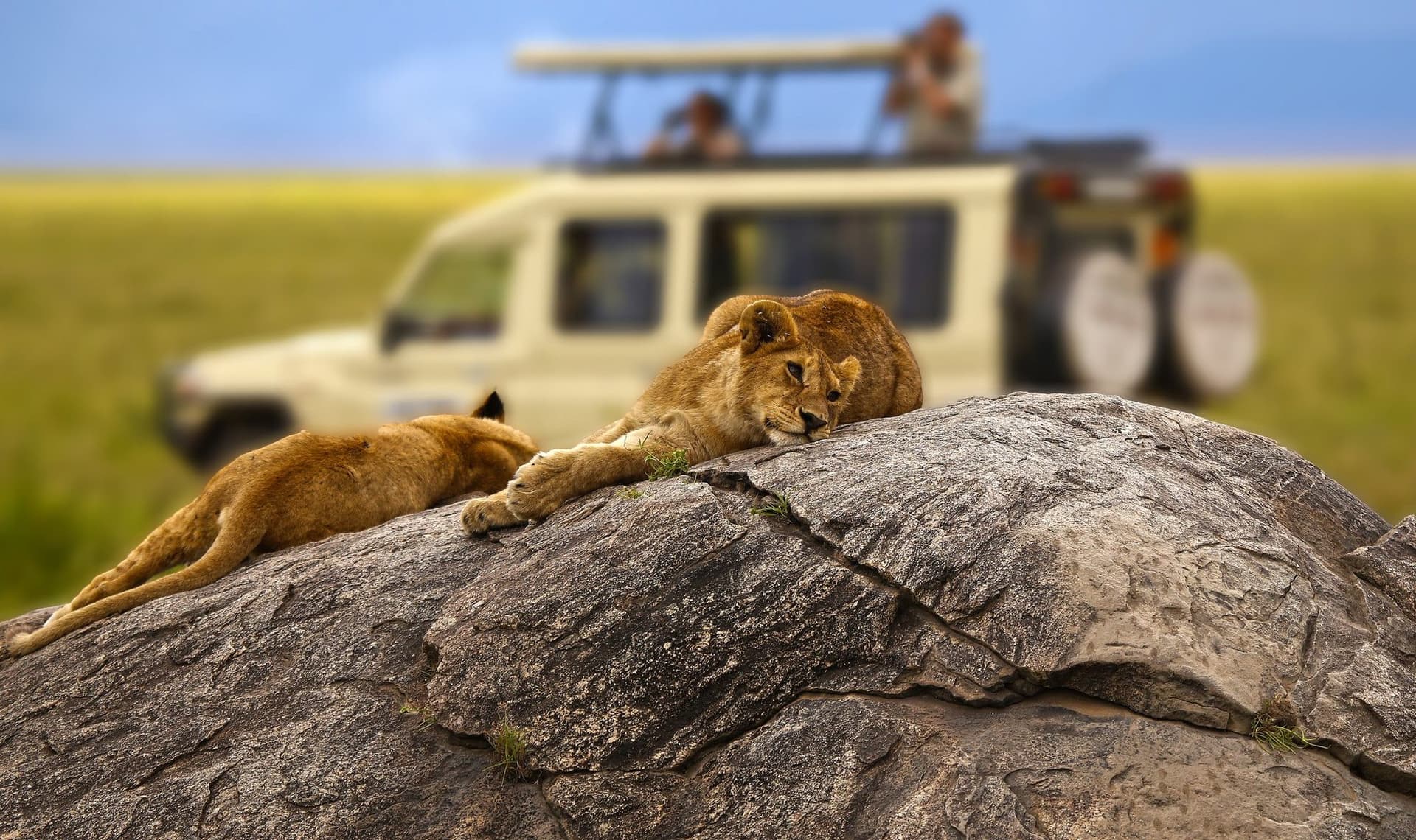 Lions, rock and a safari vehicle in the Serengeti