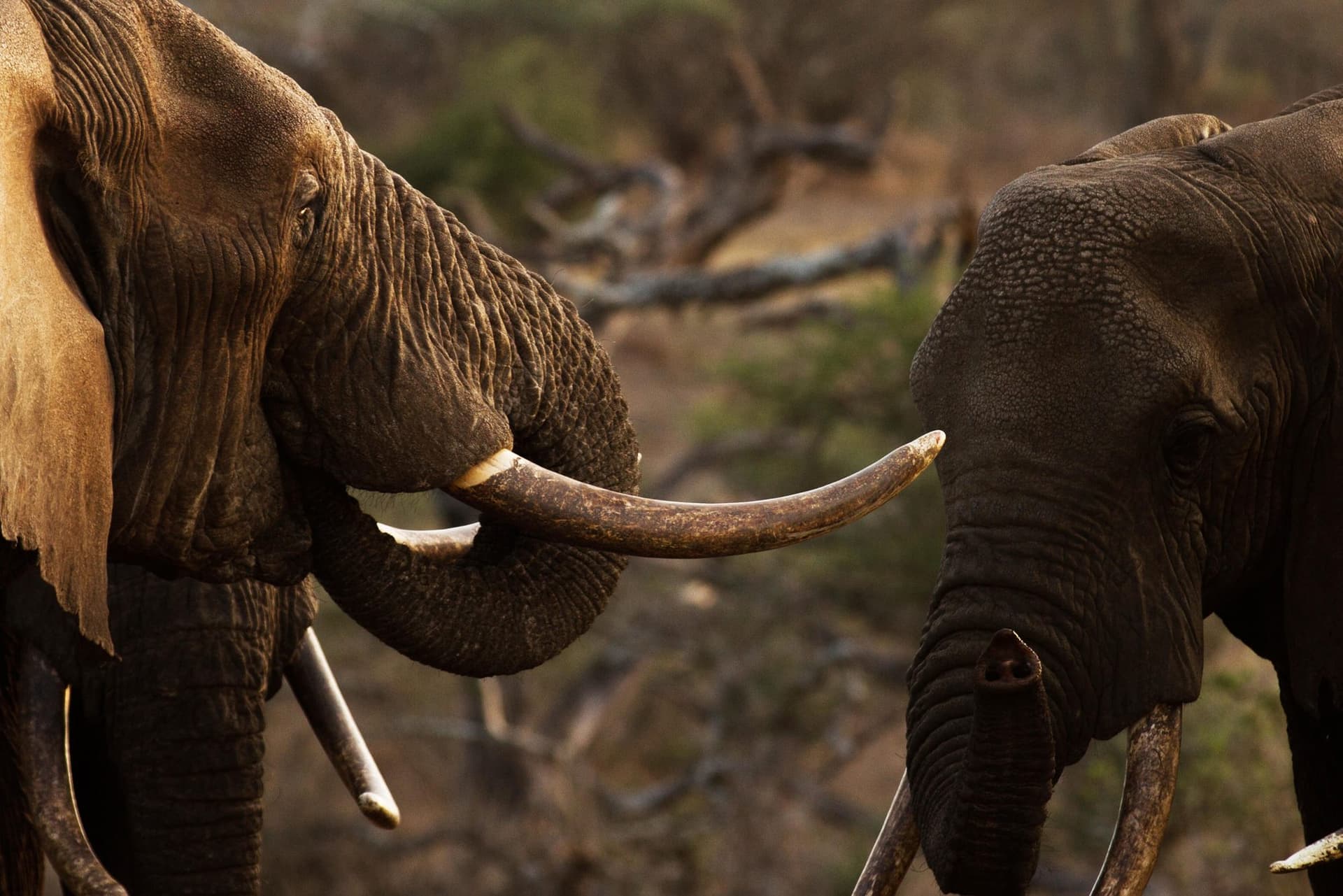 Nairobi · Amboseli · Nairobi — elephant, tusks