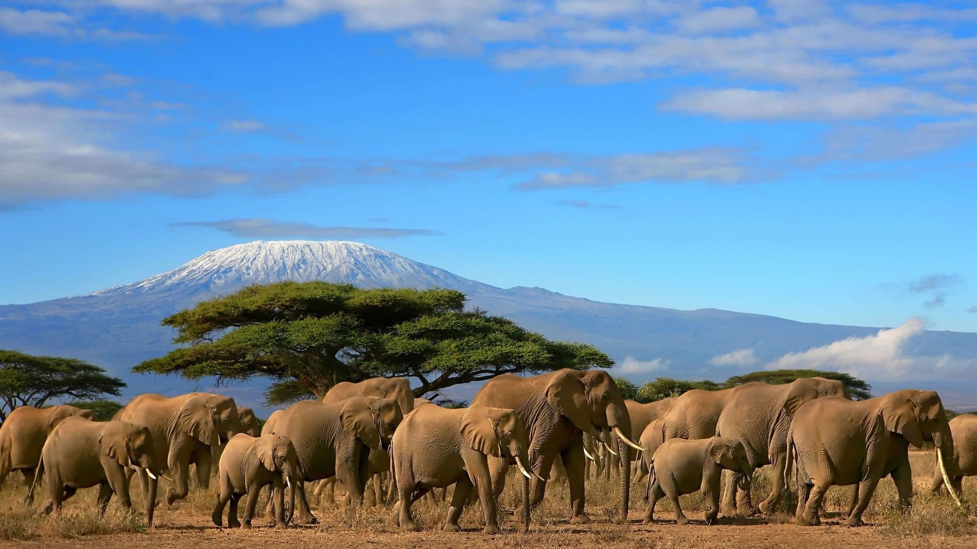 Nairobi · Maasai Mara · Lake Nakuru · Amboseli · Namanga · Arusha · Lake Manyara · Serengeti · Ngorongoro · Arusha — elephant, kilimanjaro