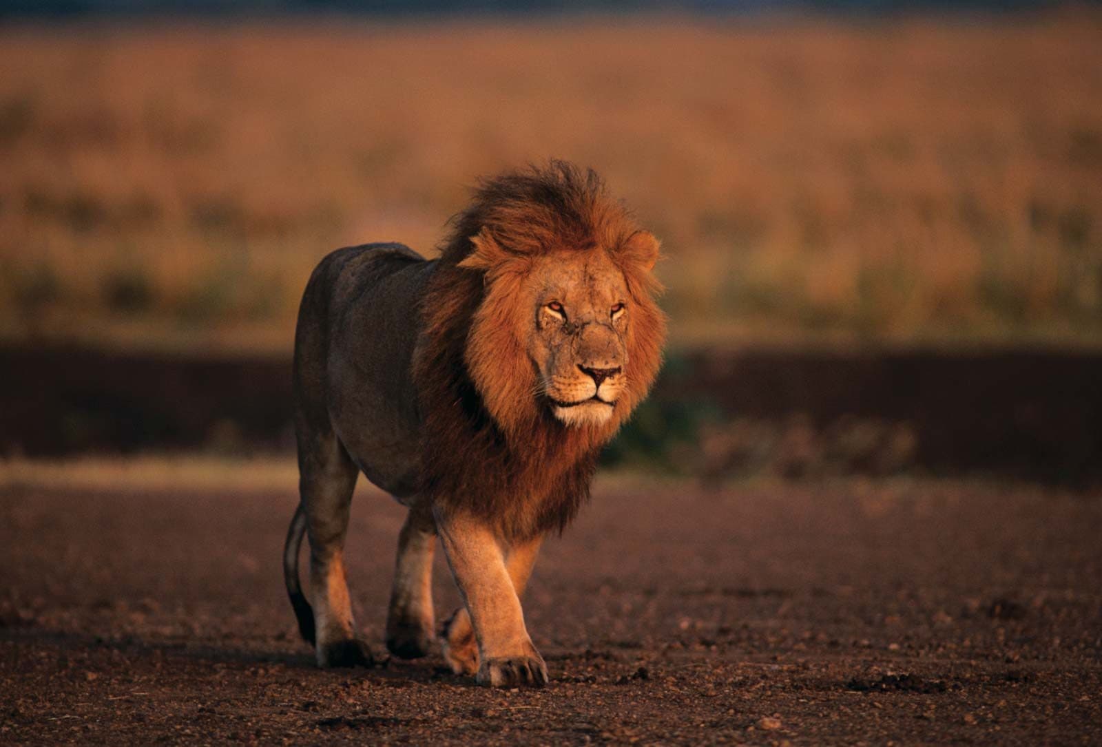 Nairobi · Maasai Mara · Lake Nakuru · Samburu · Nairobi — lion