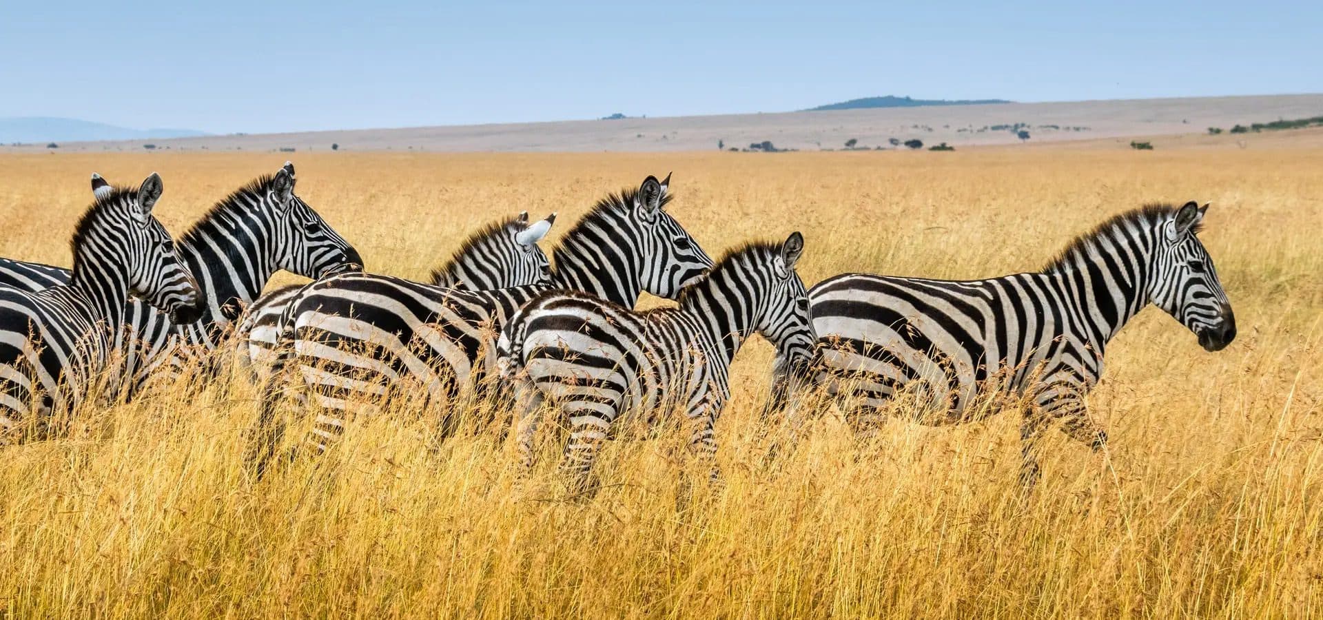 Nairobi · Maasai Mara · Lake Nakuru · Samburu · Nairobi — zebra