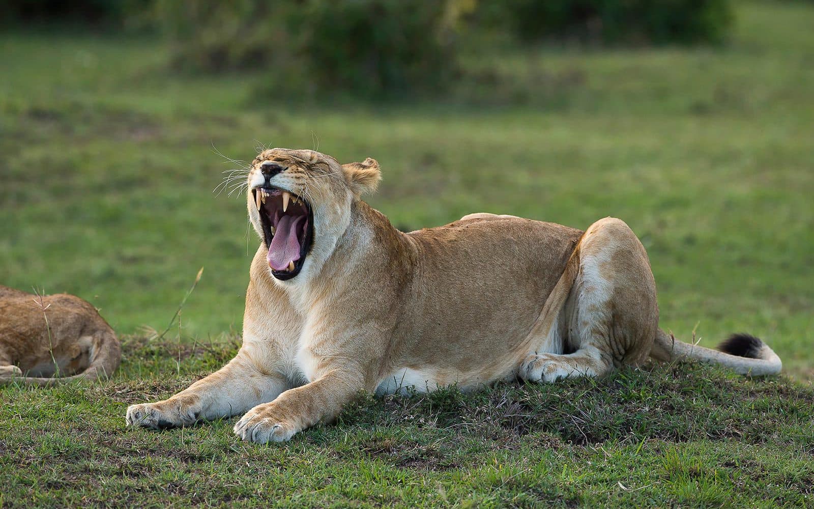 Arusha · Serengeti · Ngorongoro · Arusha — lion