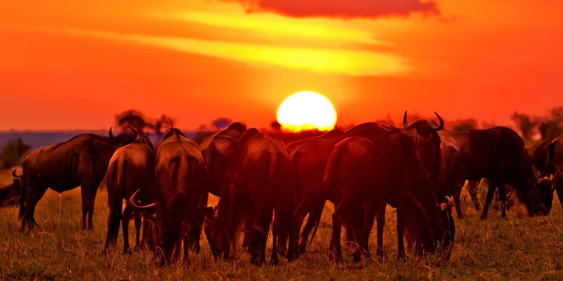 Nairobi · Maasai Mara · Lake Nakuru · Amboseli · Namanga · Arusha · Lake Manyara · Serengeti · Ngorongoro · Arusha — wildebeest, sunset