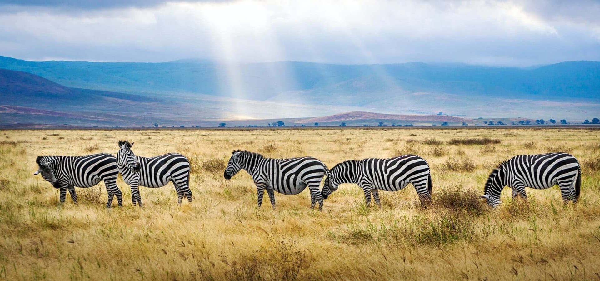 Arusha · Serengeti · Ngorongoro · Arusha — zebra, crater, light