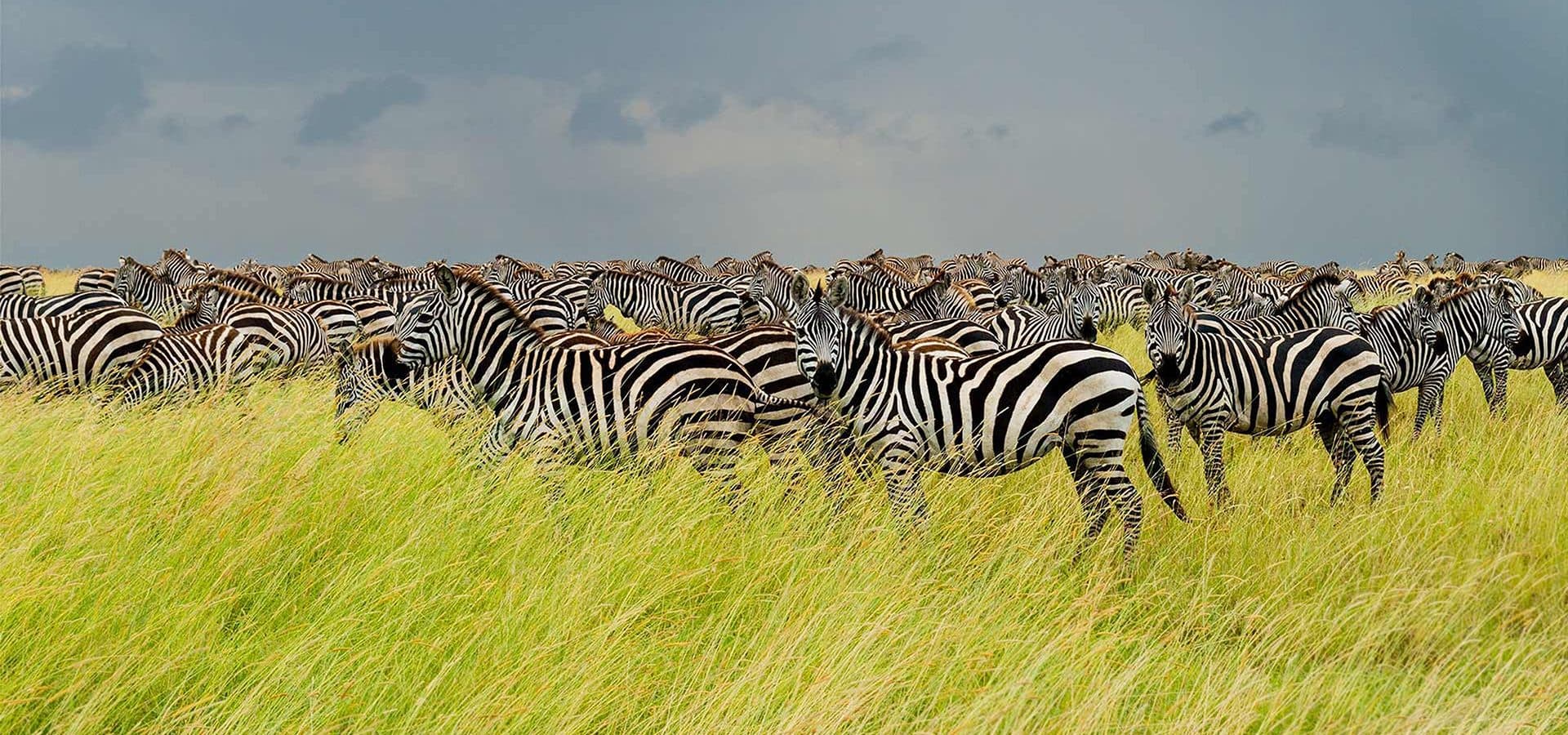 Arusha · Serengeti · Ngorongoro · Arusha — zebra