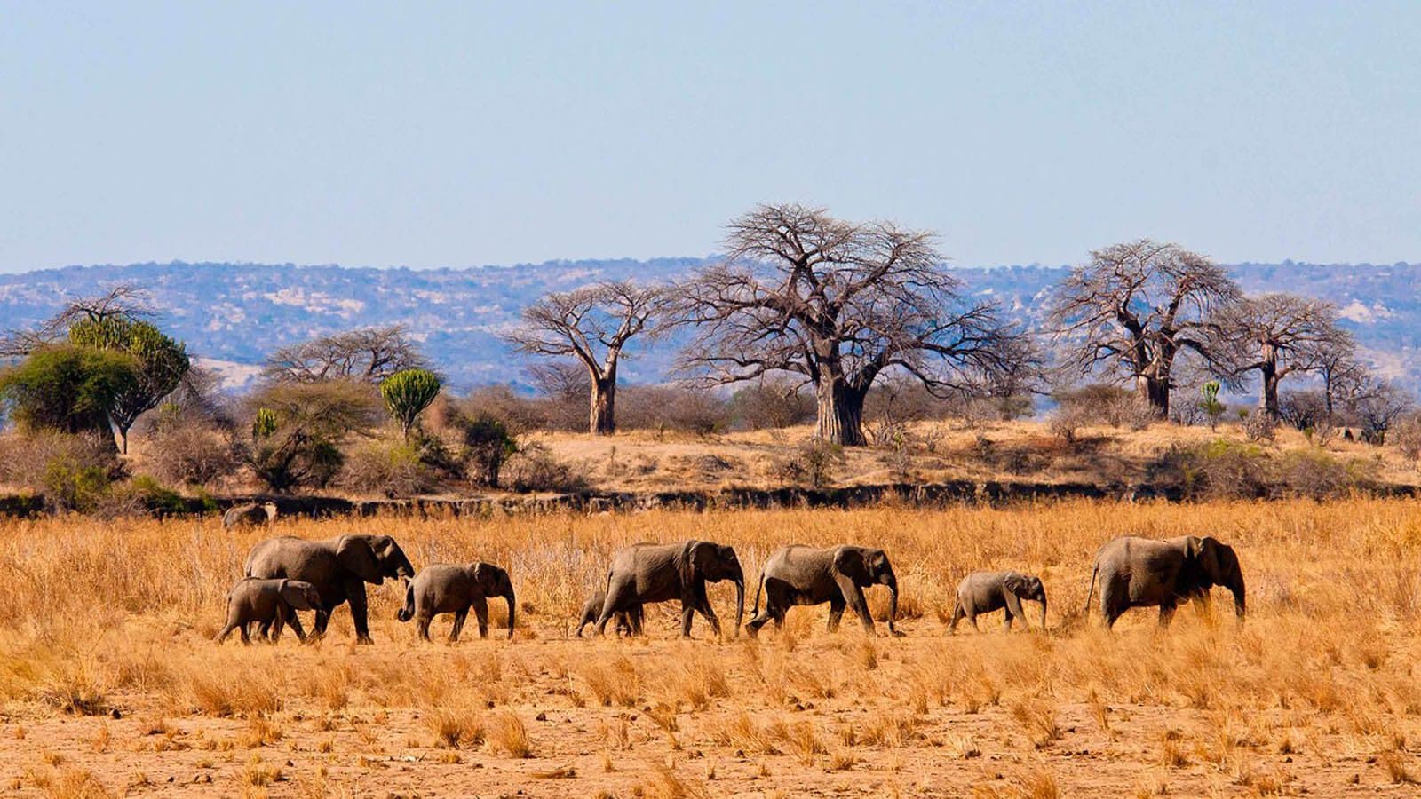 Baobab country