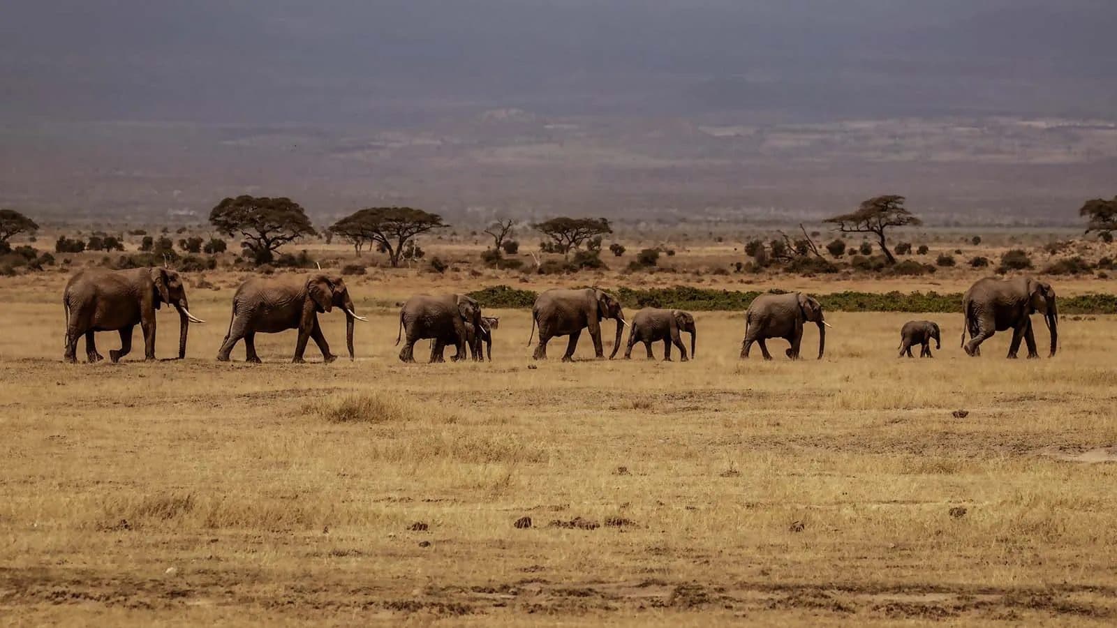 Elephants and open plains in Amboseli