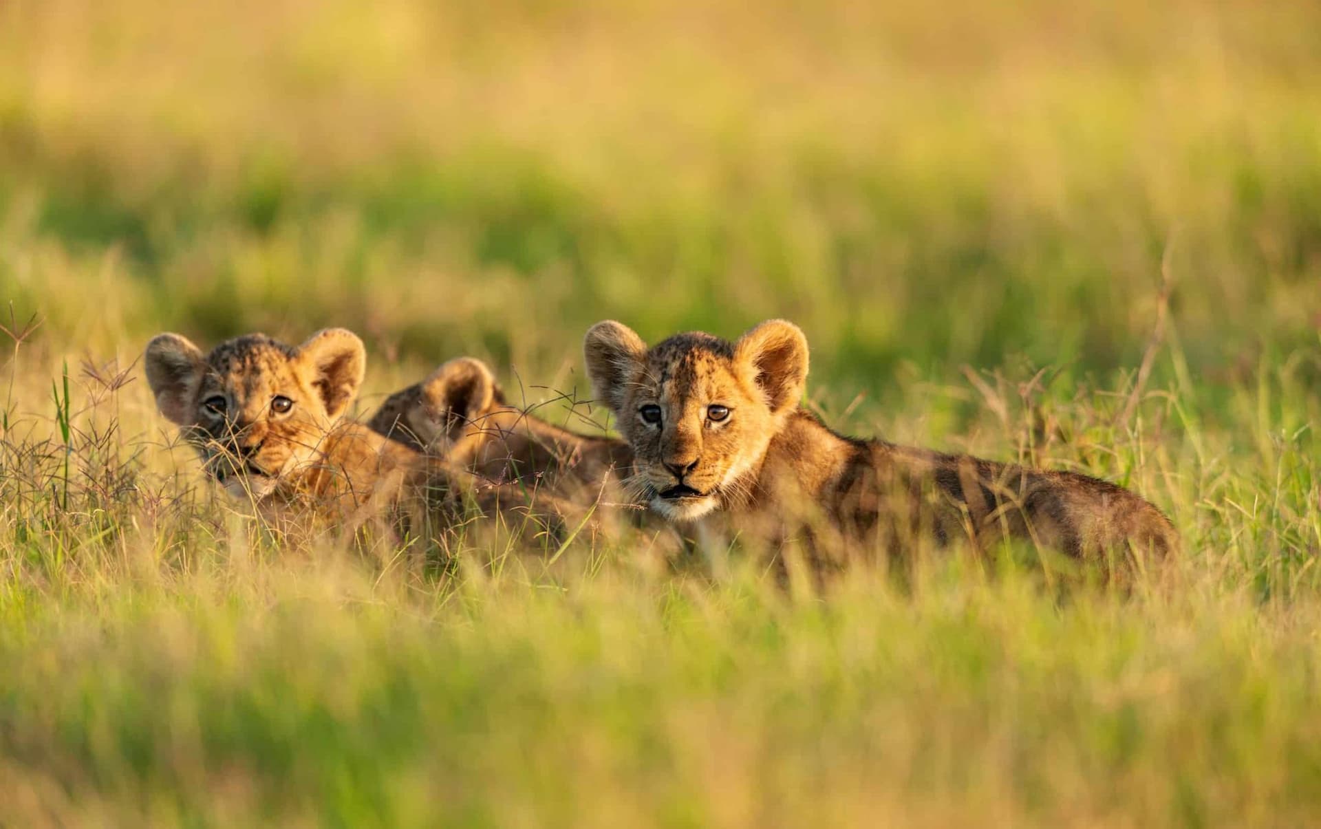 Nairobi · Maasai Mara · Lake Nakuru · Nairobi — lion, cubs
