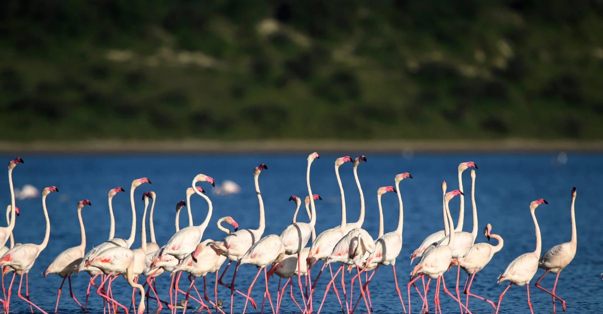 Nairobi · Maasai Mara · Lake Nakuru · Lake Naivasha · Amboseli · Tsavo East · Nairobi — flamingo