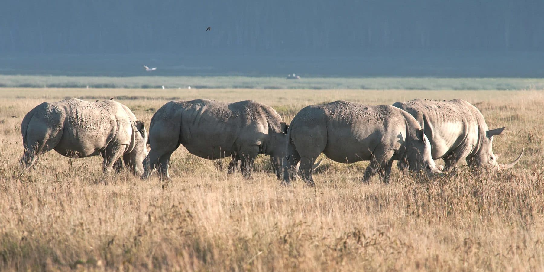 Nairobi · Samburu · Ol Pejeta · Lake Nakuru · Maasai Mara · Nairobi — rhino