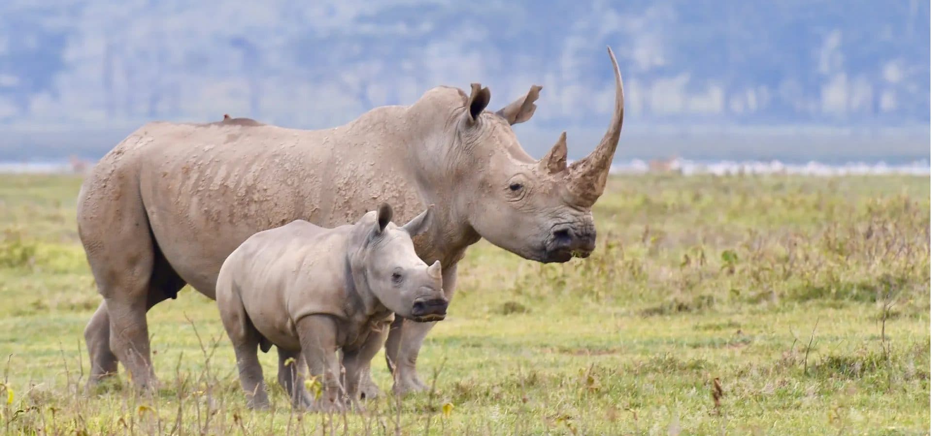 Ol Pejeta Conservancy — A working conservancy on the Laikipia plateau, with Mount Kenya on the skyline.