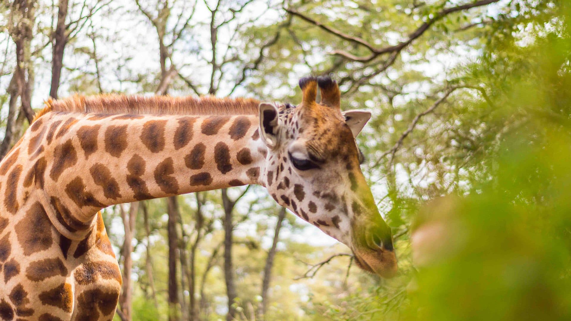 Nairobi · Maasai Mara · Nairobi — giraffe
