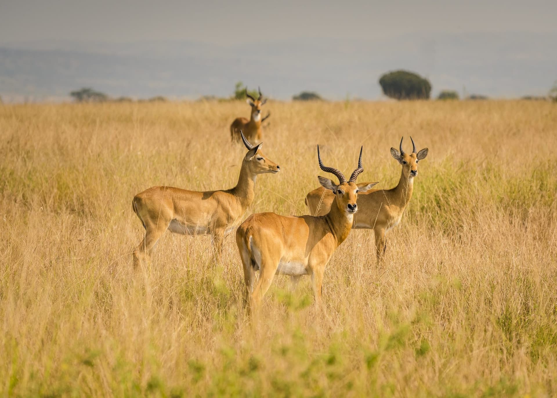 Nairobi · Maasai Mara · Nairobi — impala