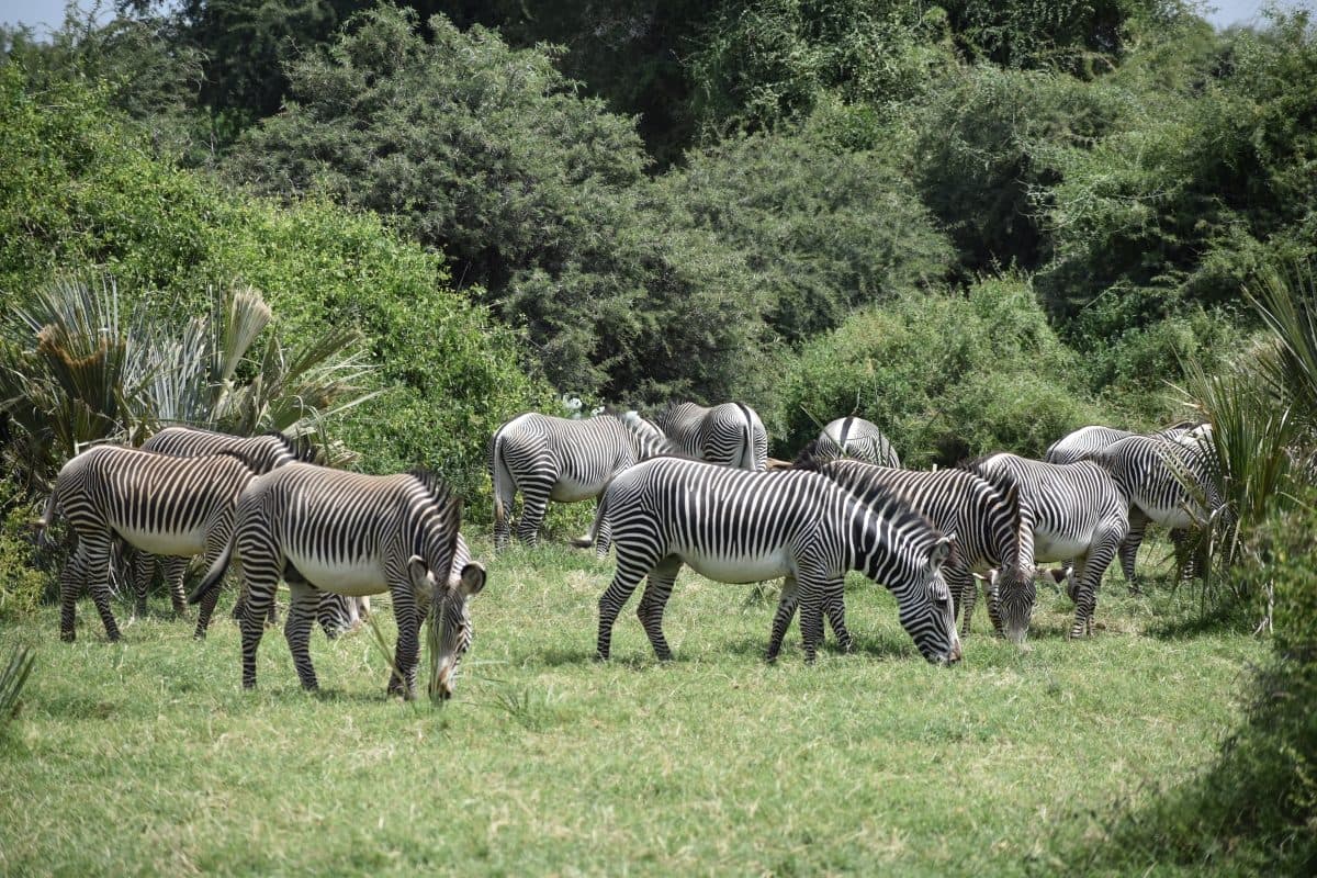 Zebra and Grévy's zebra in Samburu