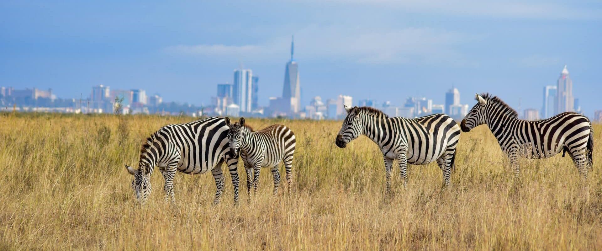 Wildlife on the plains with the Nairobi skyline behind