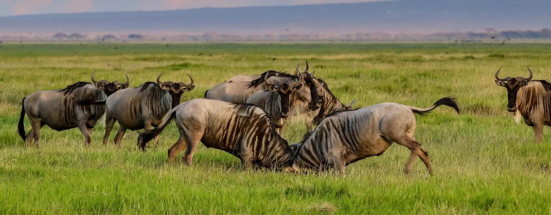 Arusha · Serengeti · Ngorongoro · Arusha — wildebeest