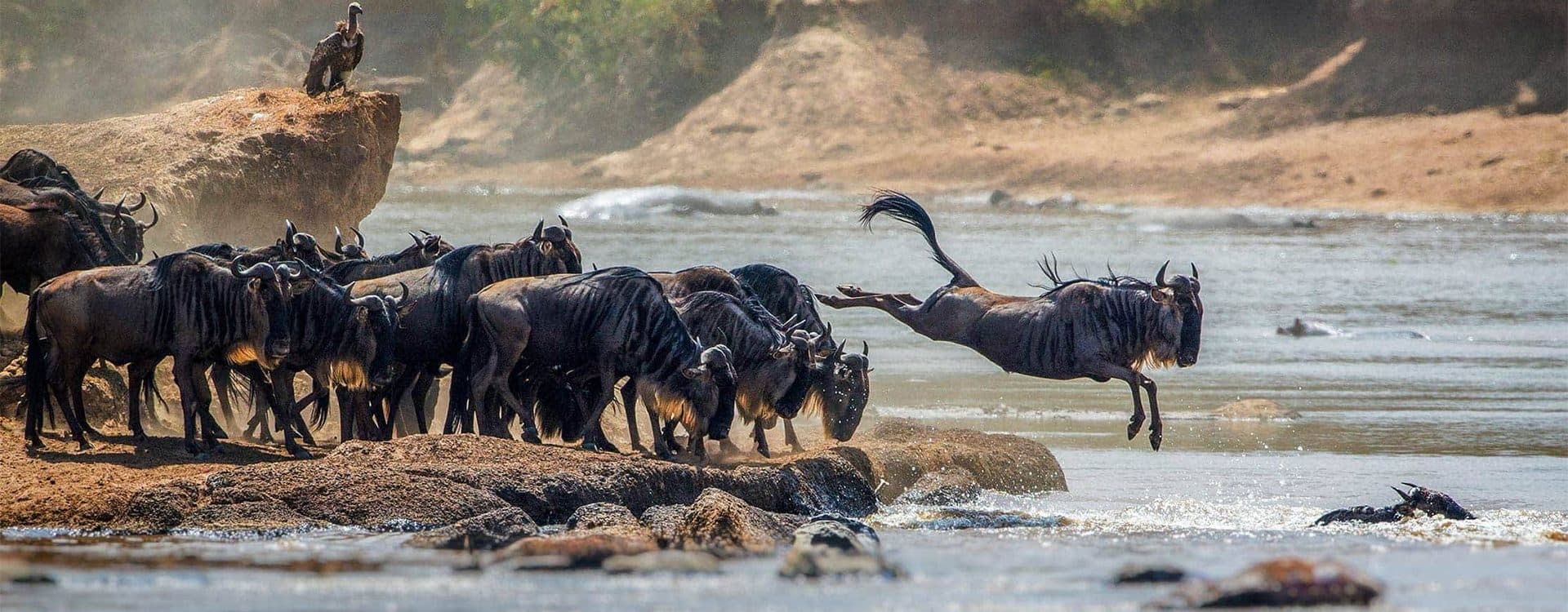 Nairobi · Maasai Mara · Lake Nakuru · Amboseli · Namanga · Arusha · Serengeti · Ngorongoro · Arusha — wildebeest, river