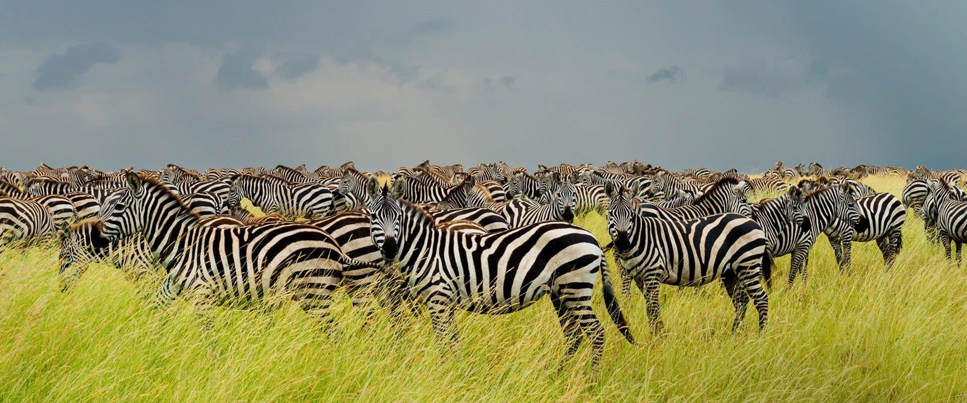 Arusha · Lake Manyara · Serengeti · Ngorongoro · Tarangire · Arusha — zebra