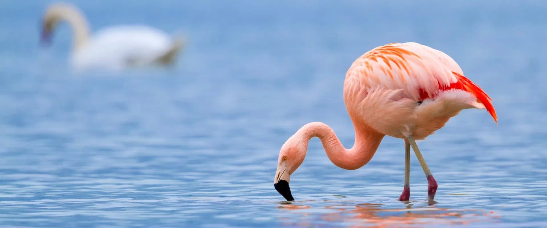 Nairobi · Maasai Mara · Lake Nakuru · Nairobi — flamingo
