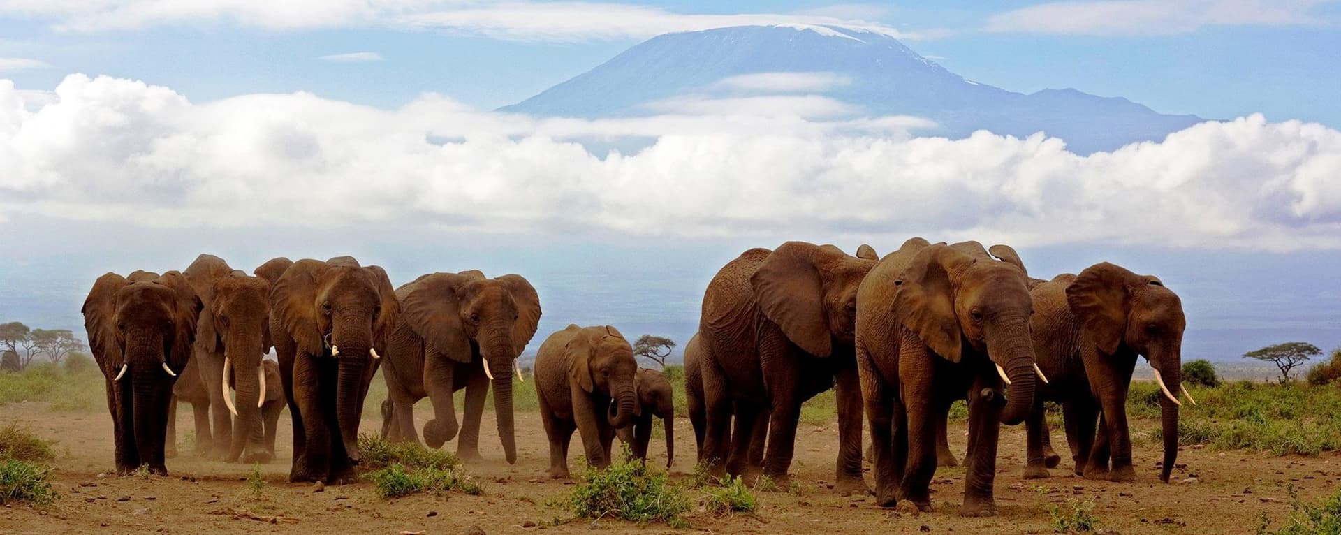 Elephants and Mount Kilimanjaro in Amboseli