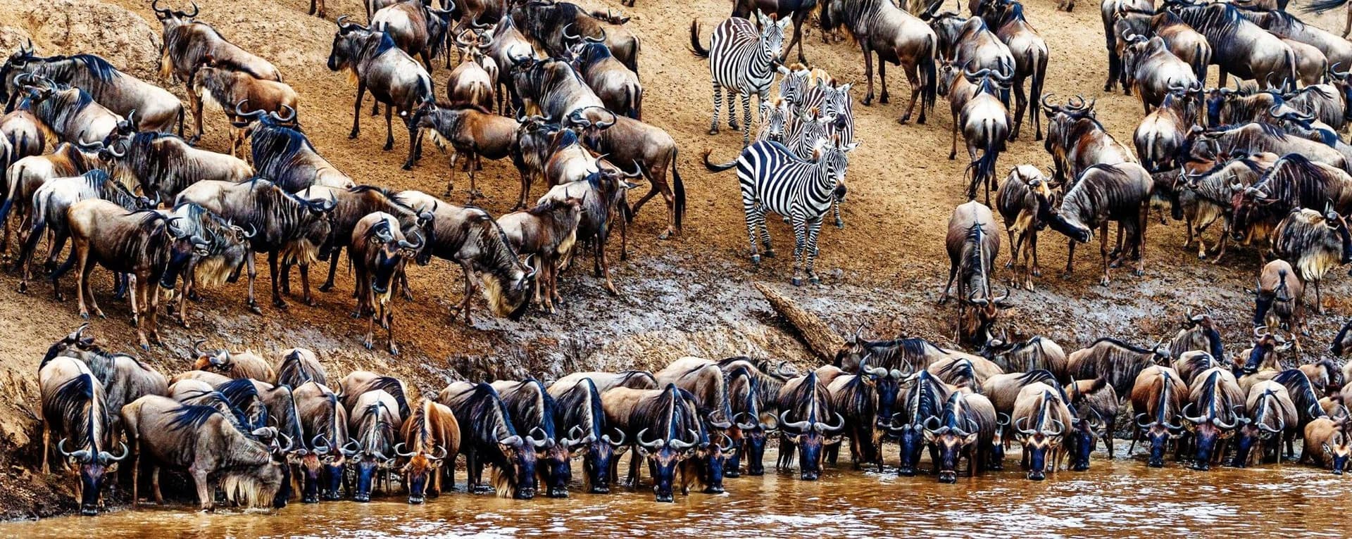 Nairobi · Maasai Mara · Lake Nakuru · Lake Naivasha · Nairobi — wildebeest, crossing
