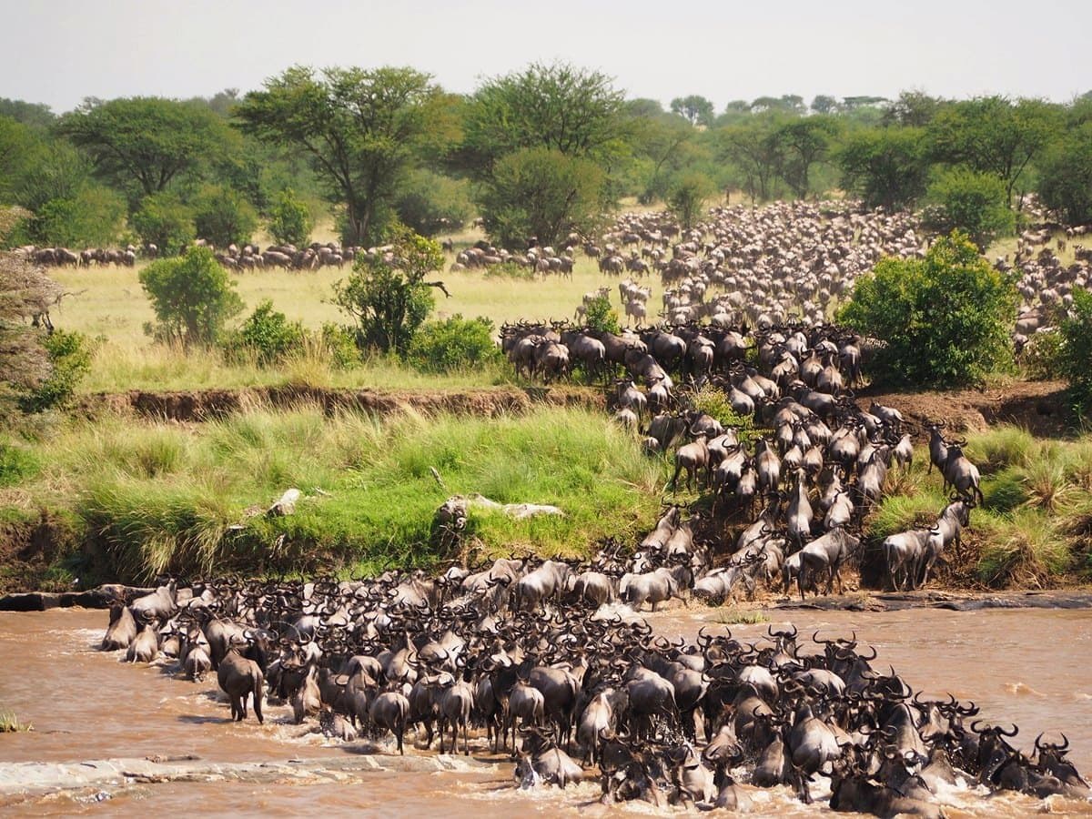 Wildebeest and the river in the Maasai Mara