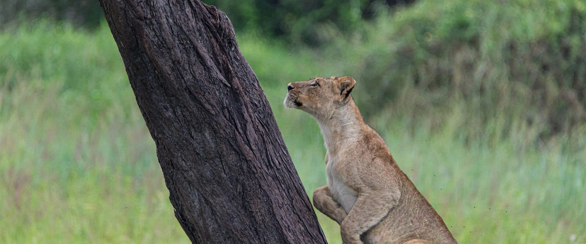 Nairobi · Maasai Mara · Nairobi — lion, cub, tree