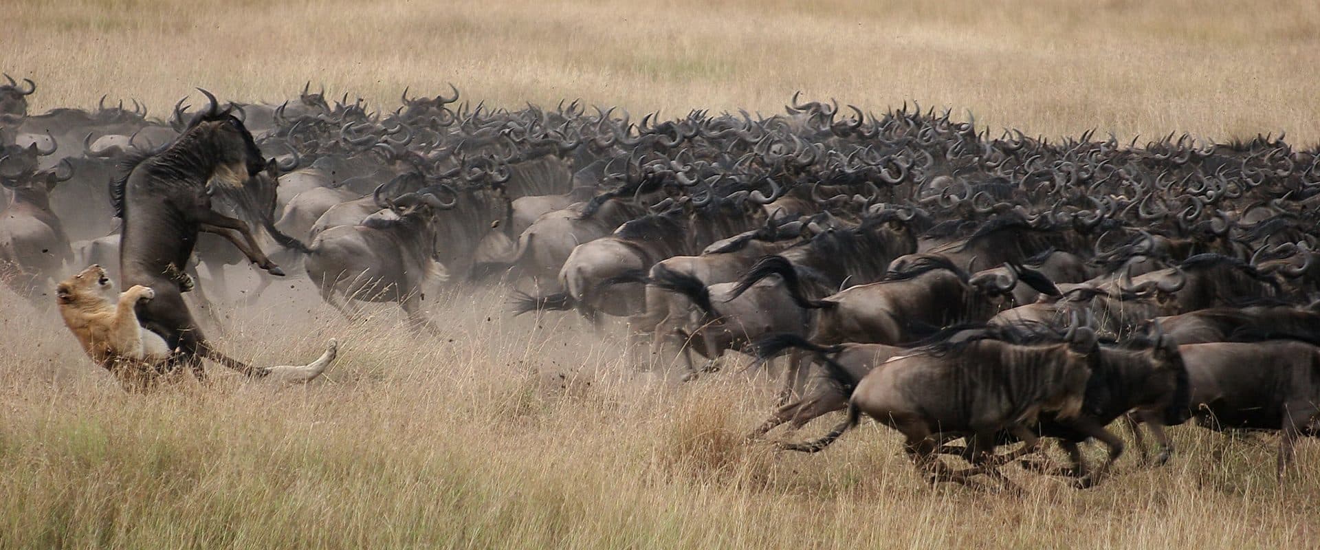 Arusha · Serengeti · Ngorongoro · Arusha — the landscape this safari travels through
