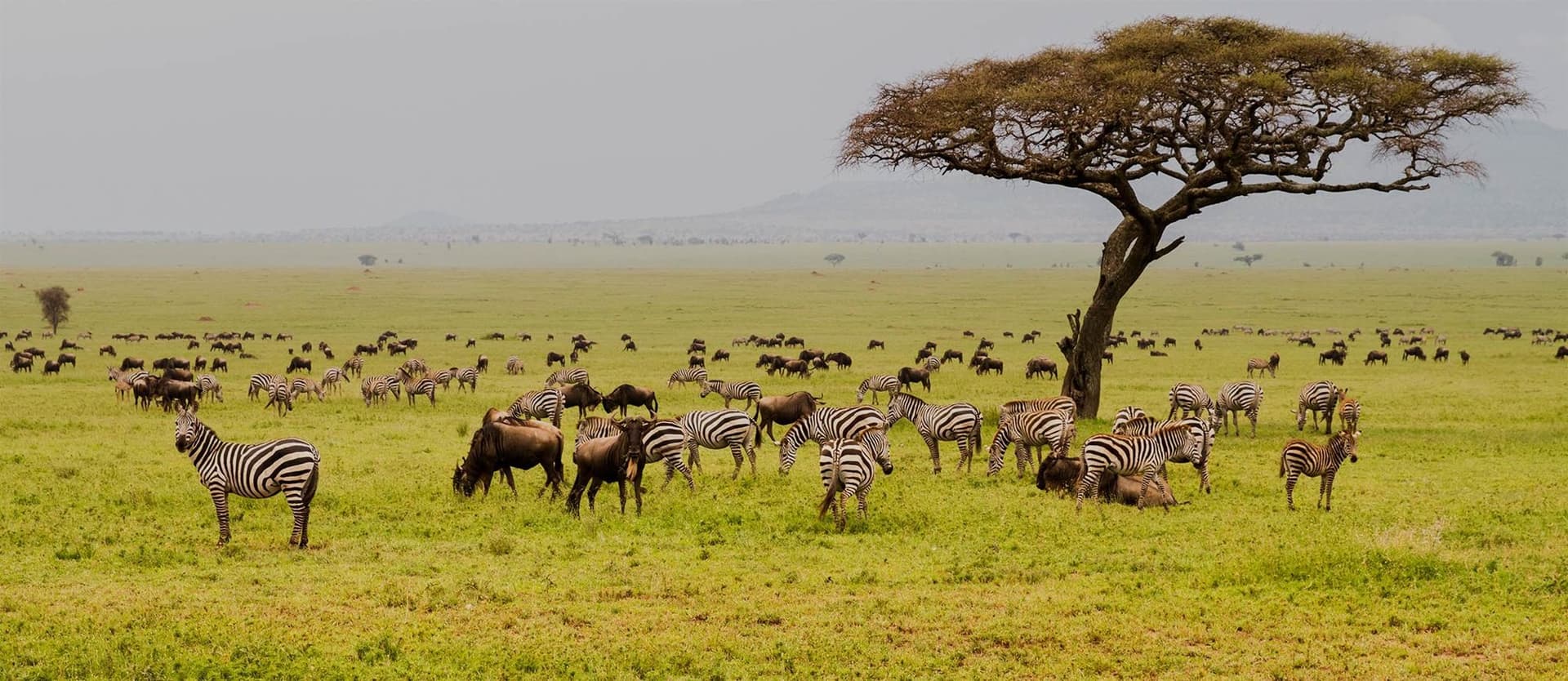 One ecosystem, seen from both sides of the border.