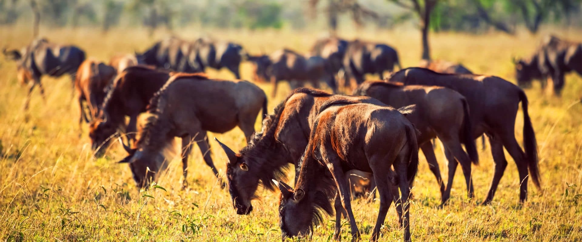 Nairobi · Maasai Mara · Lake Nakuru · Amboseli · Namanga · Arusha · Lake Manyara · Serengeti · Ngorongoro · Arusha — wildebeest
