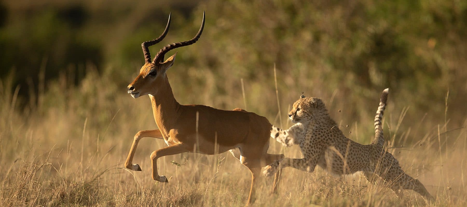 Nairobi · Maasai Mara · Lake Nakuru · Lake Naivasha · Amboseli · Nairobi — cheetah, chase