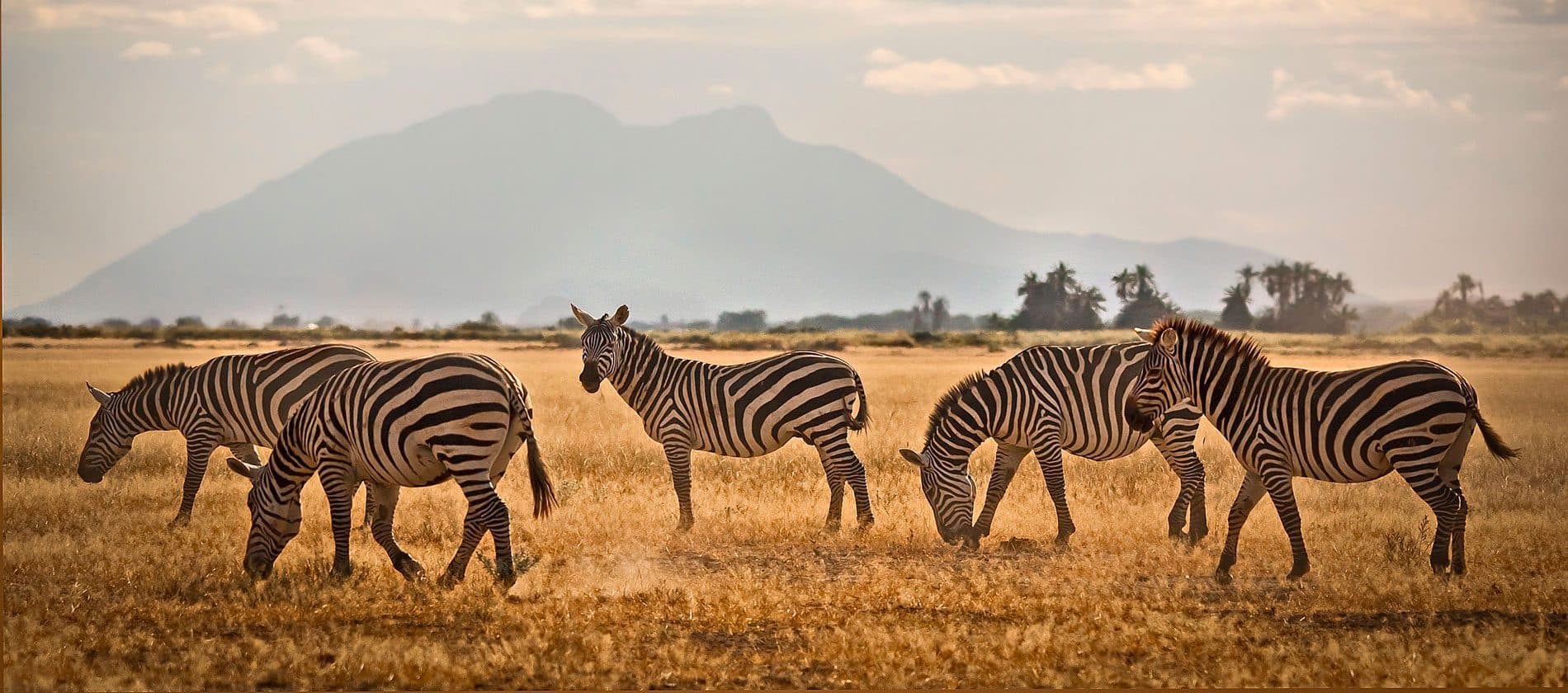 Nairobi · Maasai Mara · Lake Nakuru · Lake Naivasha · Lake Baringo & Bogoria · Nairobi — zebra, mountain