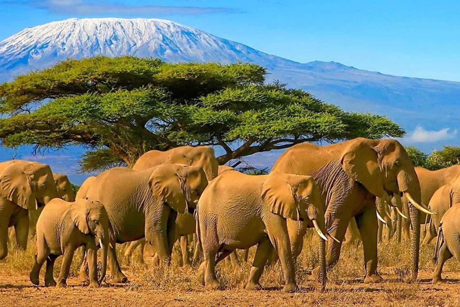 Day 5: Amboseli