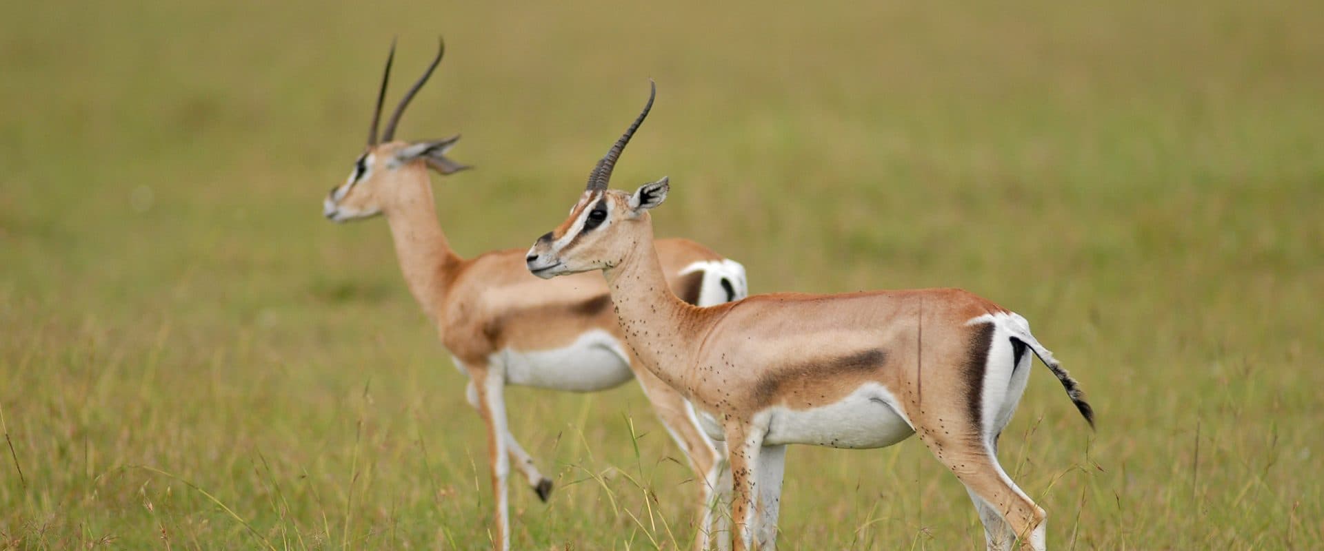 Nairobi · Maasai Mara · Lake Nakuru · Amboseli · Namanga · Arusha · Serengeti · Ngorongoro · Arusha