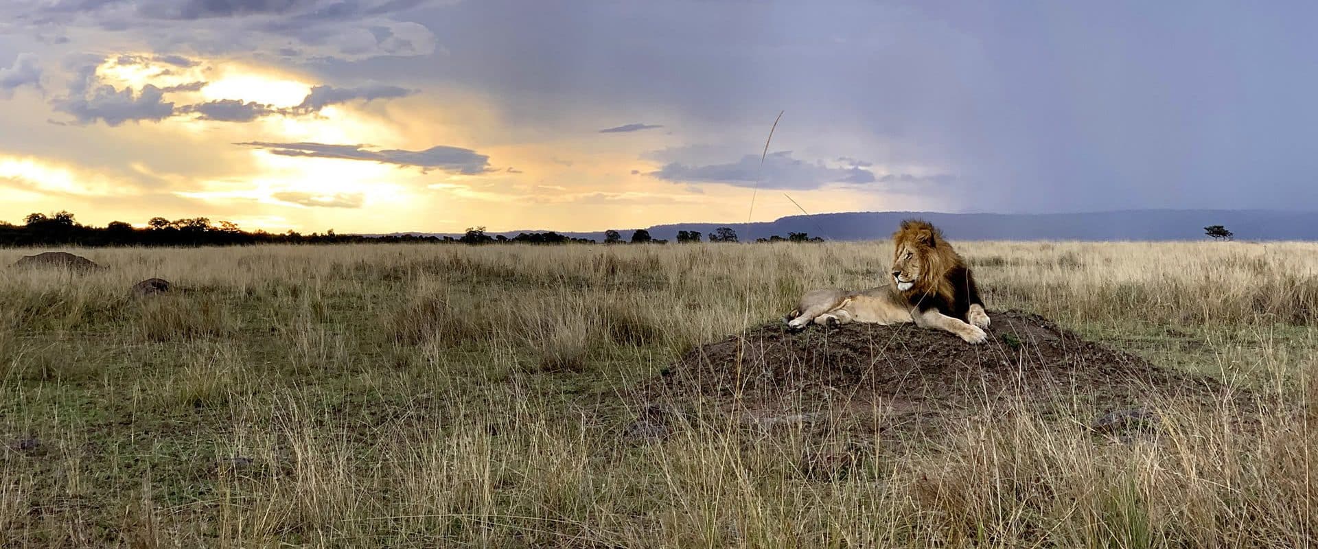 Nairobi · Maasai Mara · Lake Nakuru · Lake Naivasha · Amboseli · Tsavo East · Nairobi — lion, dusk