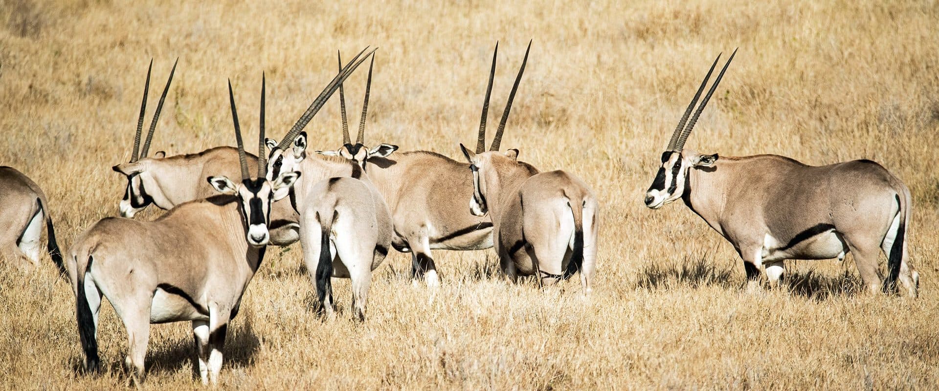 Samburu National Reserve — Dry northern country along the Ewaso Nyiro, with species you will not see further south.