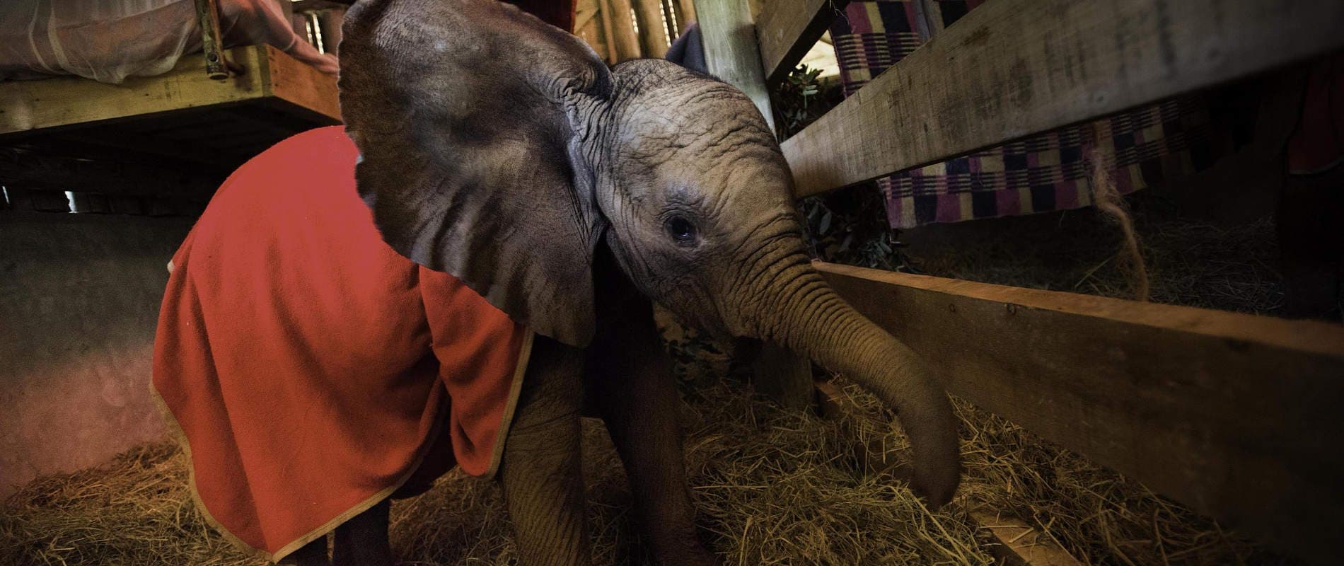 Elephants, an orphaned elephant and a keeper in Nairobi
