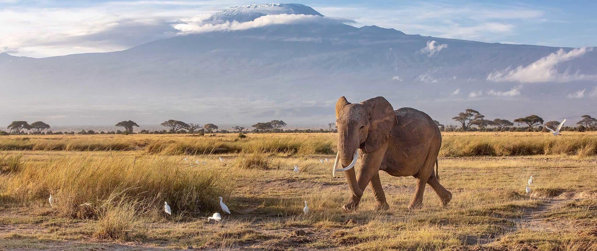 Kilimanjaro at first light
